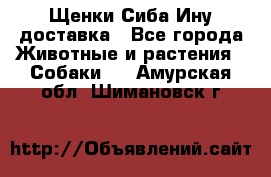 Щенки Сиба Ину доставка - Все города Животные и растения » Собаки   . Амурская обл.,Шимановск г.